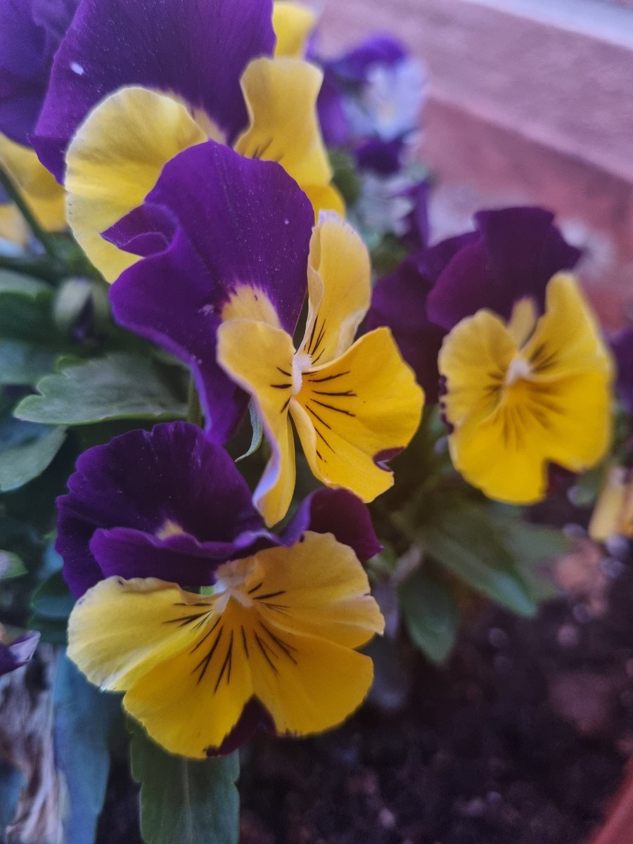 Pensamientos se llama... A ver si a alguno le florecen... 😂