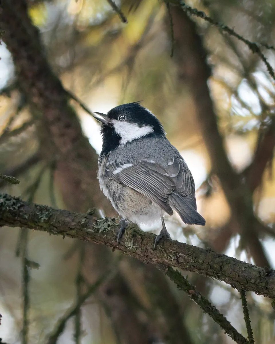 Kuusitiainen 🐦 #kuusitiainen #coaltit #bns_nature #fiftyshades_of_nature #everything_imaginable #ig_week_nature #worl... dlvr.it/SNKXLd