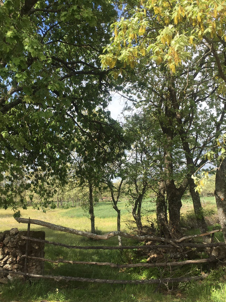 mariapani6's tweet photo. Disfrutando de #Extremadura #SierradeGata #sinfiltros #finde10 https://t.co/EekvNCMXlG