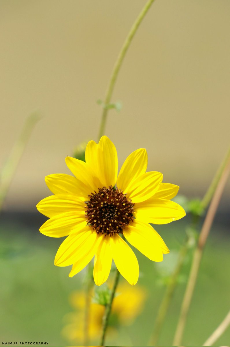 CrypticNaimur's tweet photo. A flower blossoms for its own joy! 💛 https://t.co/7QptSQ13gH