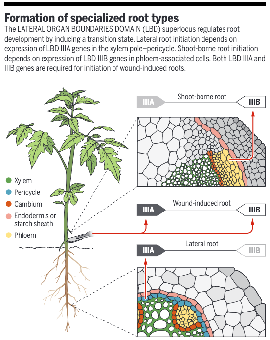 ScienceMagazine's tweet photo. Uncovering the genes responsible for different types of roots will transform aspects of plant agriculture. 

Learn more in a new #SciencePerspective: https://t.co/UZFvvRLdgd #PlantBiology https://t.co/X8pKK4KTqx