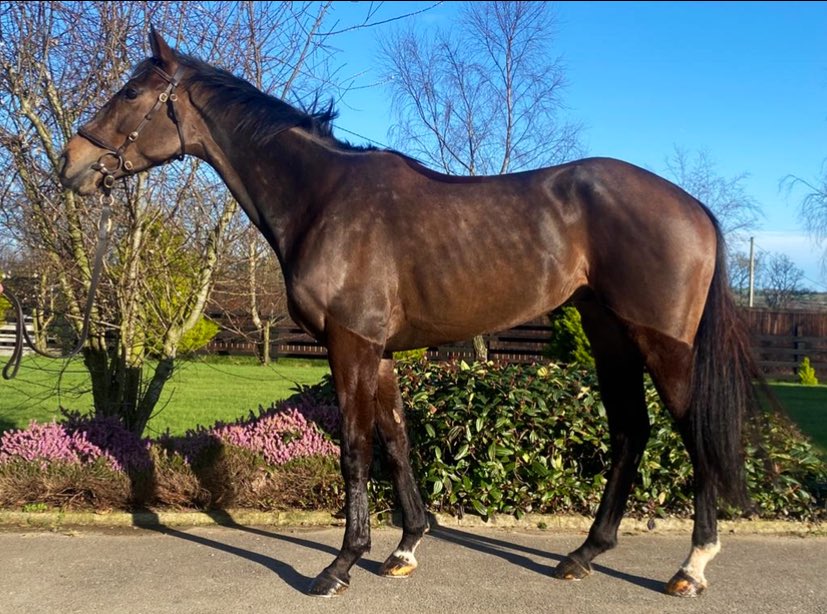 thorough_bid's tweet photo. Good luck to 2022 Grand National-winning trainer Emmet Mullins, who runs March Sale purchase from @BaltimoreStable IT’S ON THE LINE @TramoreRaces tomorrow.

£5,000 #Point2Rules Bonus up for grabs.

🤞 💰 https://t.co/oZUQUkaDkX