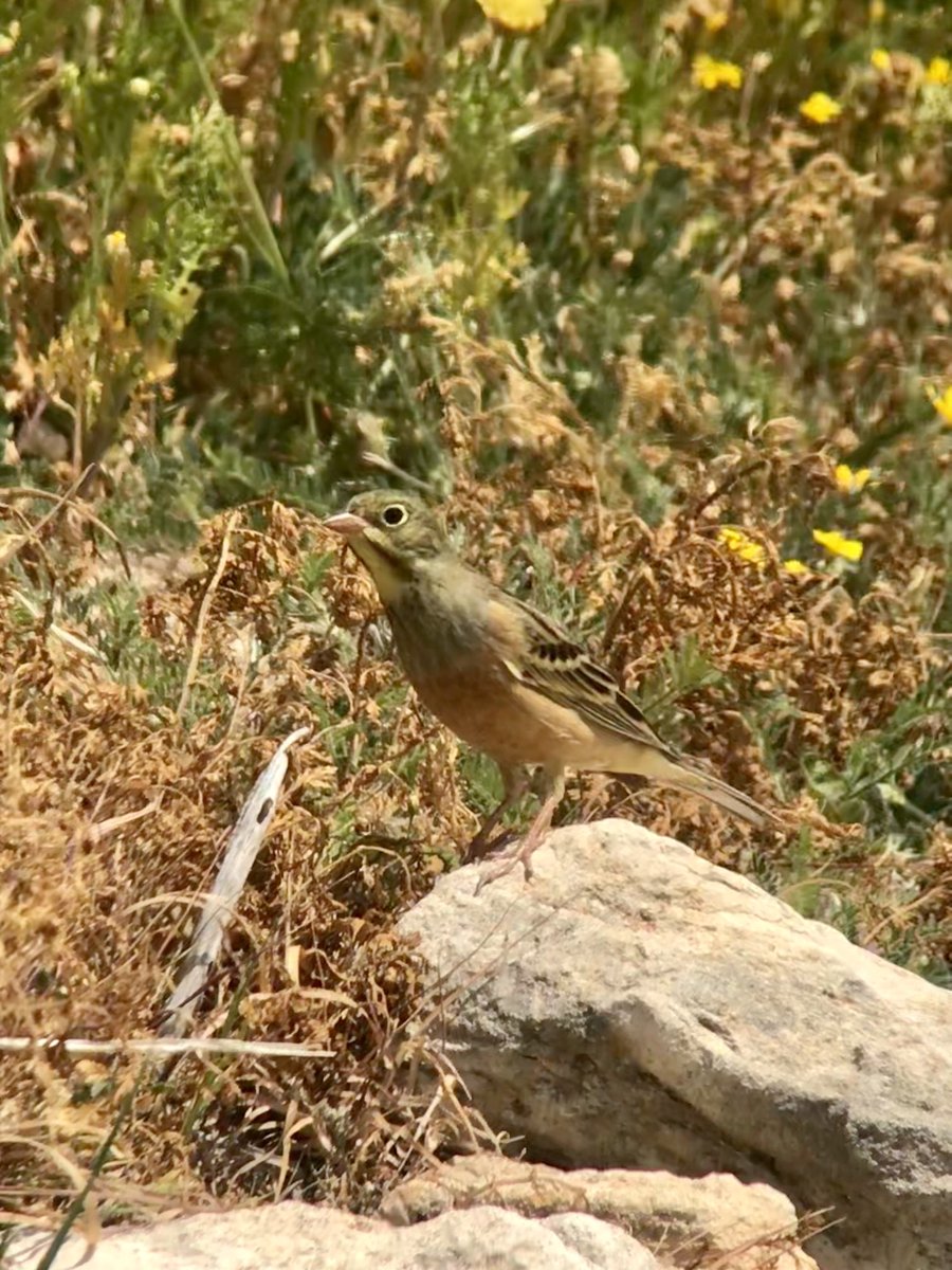 Great Spotted cuckoo, Masked shrike and have really admired the Cretzschmars and Ortolan Buntings over the last couple of days with ⁦<a href="/birdingabroad/">Birding Abroad</a>⁩, not forgetting the wonderful scenery climbing to the Troodos #cyprusbirds
