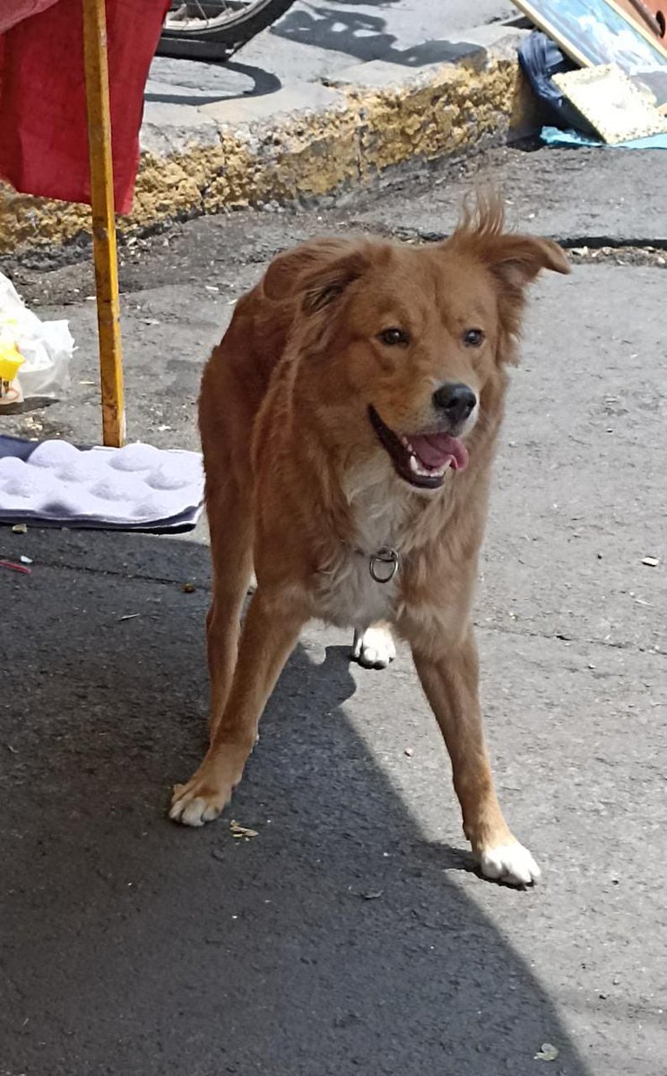 ClauuMarMag's tweet photo. Perrito perdido y desorientado en la @ColoniaDres #ayudaaencontrarasufamilia #perritoperdido https://t.co/1uAPtoUdas