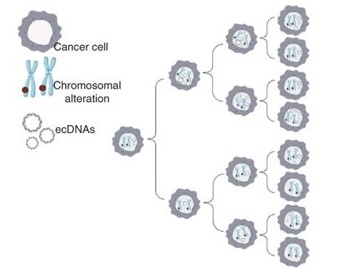 CD_AACR's tweet photo. Check out the related Cancer Discovery paper by @_eunhee_yi_, @roelverhaak et al. https://t.co/l5xwOMOzRJ
@JAXcancercenter #AACR22 #circulardna https://t.co/XItvU35ZLB