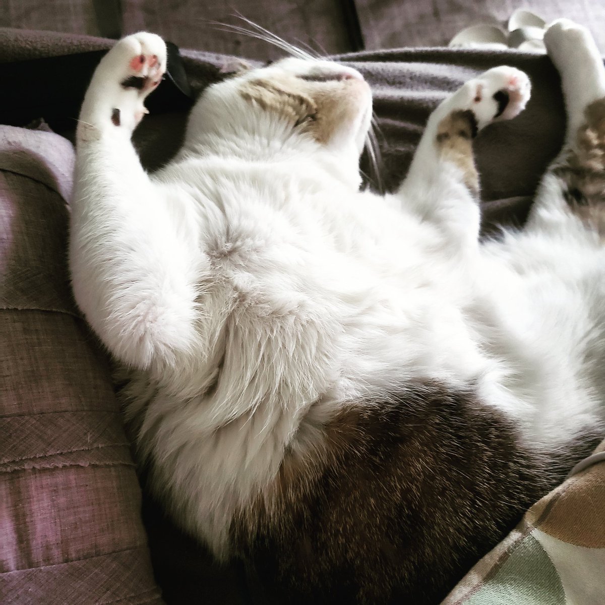 MsChiefFTW's tweet photo. @DanRather Rocco kitty https://t.co/gIuACjAKiC