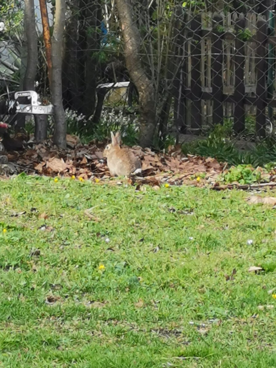 junko_igel's tweet image. もうすぐイースターです🐰🥚 #イースター2022  #ウサギ  #kölnehrenfeld