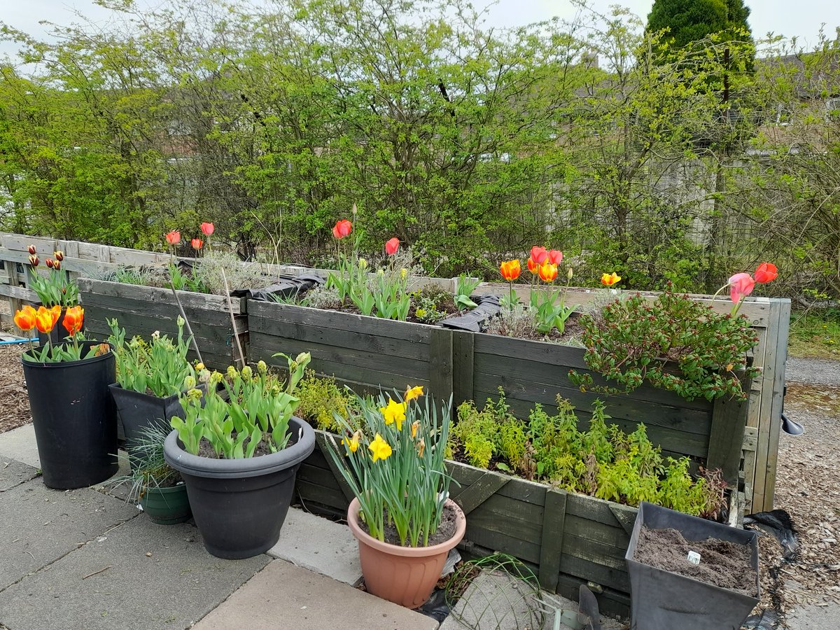 local_plot's tweet image. I know its an allotment but just check out these blooms while we are waiting for the veg to grow...@StPrescot @smalmarg2012 @Joburkegreengal @FriendsDrive @InnovateCIC @theleecooper_f @ActforAction1 @AlsClubKnowsley @FOESP @MissionPrescot @TownPrescot