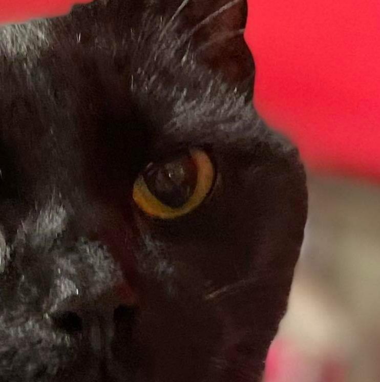 Lou_Lou_63's tweet photo. #BlackCatsMatter #BlackCatsRule #CatsOfTwitter 
Teddy says "I've got my eye on you!" https://t.co/qlgPM1lPGY