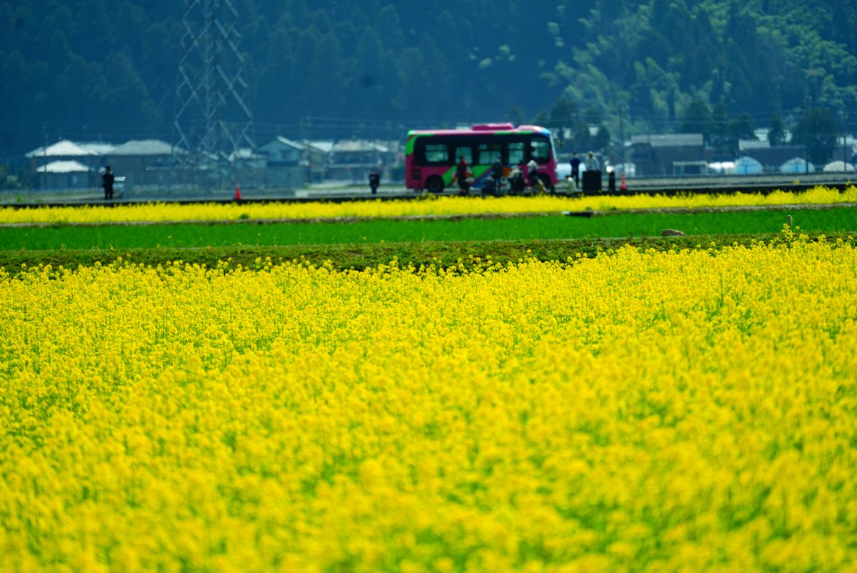 鯖江市エコファーム舟枝
#菜の花畑　#菜の花米 #エコファーム舟枝 #福井県 #カメラ好きな人と繋がりたい　#鯖江市 #風景　#写真で伝えたい私の世界 #ファインダー越しの私の世界 #猫 #東京カメラ部 #カラー　#ファッション
 #東京　#フリーランスモデル