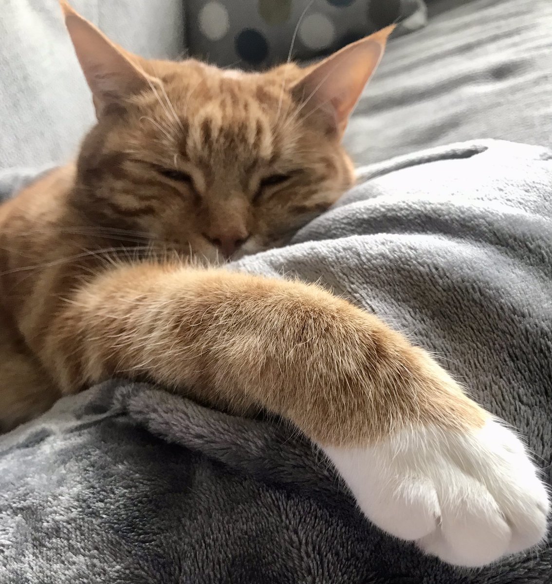 fallingontheway's tweet photo. @StephB_2 100%
This is #HopeCat https://t.co/p0ABj13Cb5
