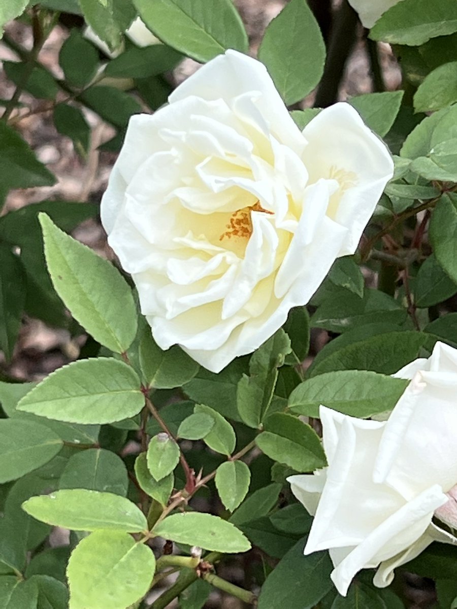 serenity64160's tweet photo. Nothing is more romantic than to walk hand in hand with my lovely @StephanieLinae amongst other flowers… 🪸🌹🌻🪢♥️ https://t.co/Iep1ySRVXl