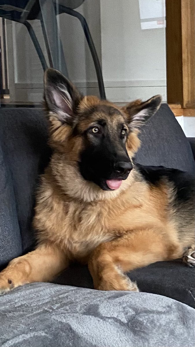 Sunday chilling #GermanShepherd #dogsoftwitter