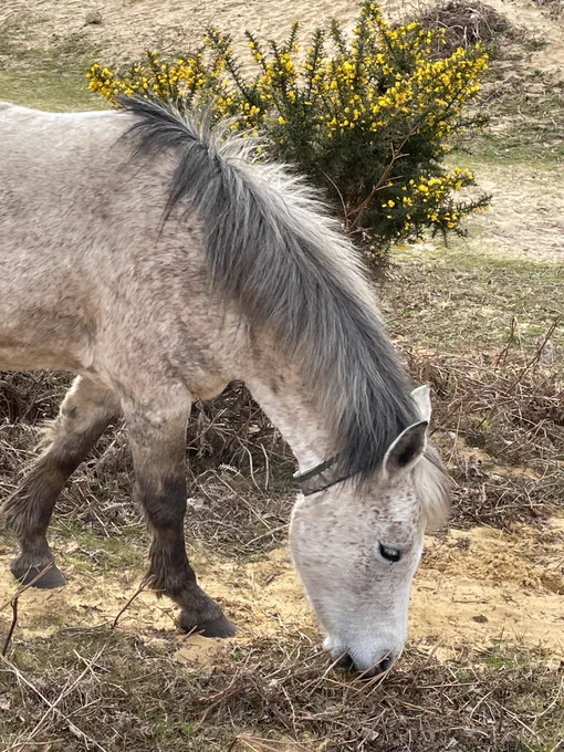 A New Forest pony eating grass close to the SnapperGPS test site.