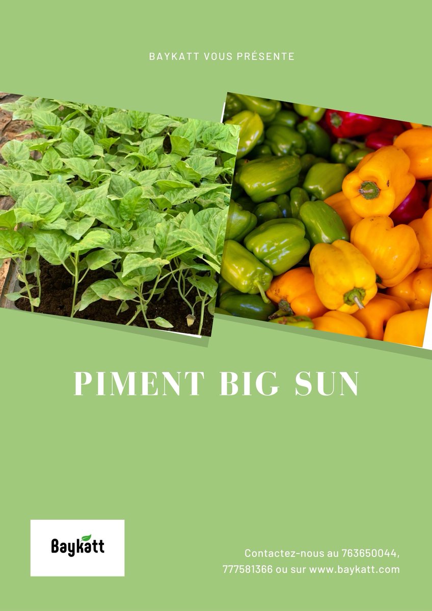 Baykatt_'s tweet photo. Le piment BIG SUN est très apprécié dans les Caraïbes et en Afrique, il  une meilleure productivité durant la saison chaude. Avec cette variété, vous récoltez 90 jours après le repiquage.
nos plateaux sont vendus à 4500FCFA.
contact: 763650044 et 777581366
@Nabyleu @homart_ https://t.co/IuGgNpVw6Y