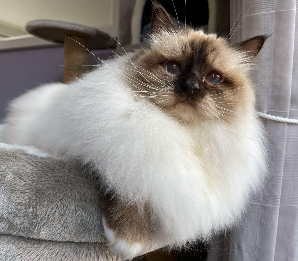 van_avesaat's tweet photo. Dag 10 #camer_a_pril #viervoeter @jolandabrwr dit zijn mijn 2 schatjes kater Denali van 6 jaar (bluepoint birmaan) en poes Jaidy van 2 jaar (chocolatpoint birmaan)! https://t.co/6TSSK1DsRa