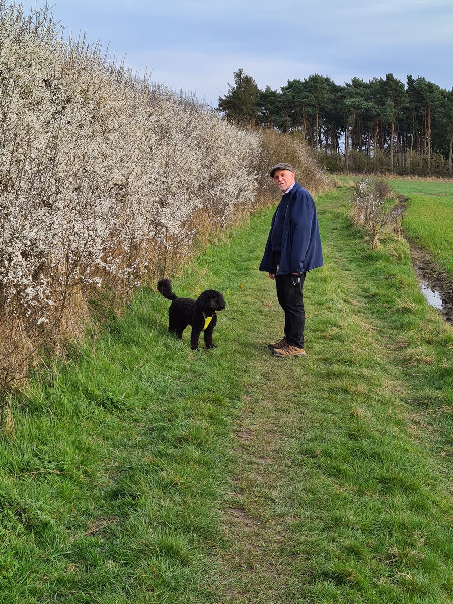 AdogcalledLola's tweet photo. A lot of Blackthorn out today on our walk through the fields in Wheldrake! https://t.co/GxUSDPeebL