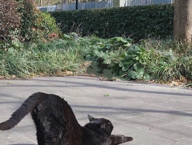 Miya_5414's tweet photo. @yoga🧘 is inspired by animals，Like puppy pose #cat 

#weekend https://t.co/NAFye3p9aM