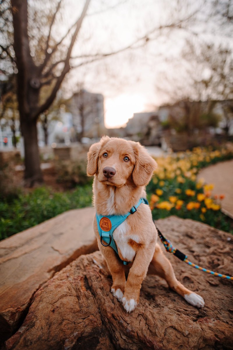 no sunday scaries with this little Fig 🌱 #twitterdogcommunity #dogsoftwitter