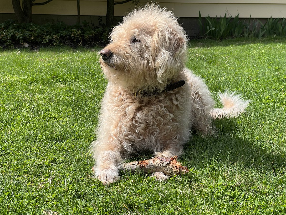 UrbanAstroNYC's tweet photo. After a wonderful weekend with some friends from the #NEAFPosse, it is wonderful to be back with this floof!
😍💙🐶
#BestBoy https://t.co/EGkbf1NUnj