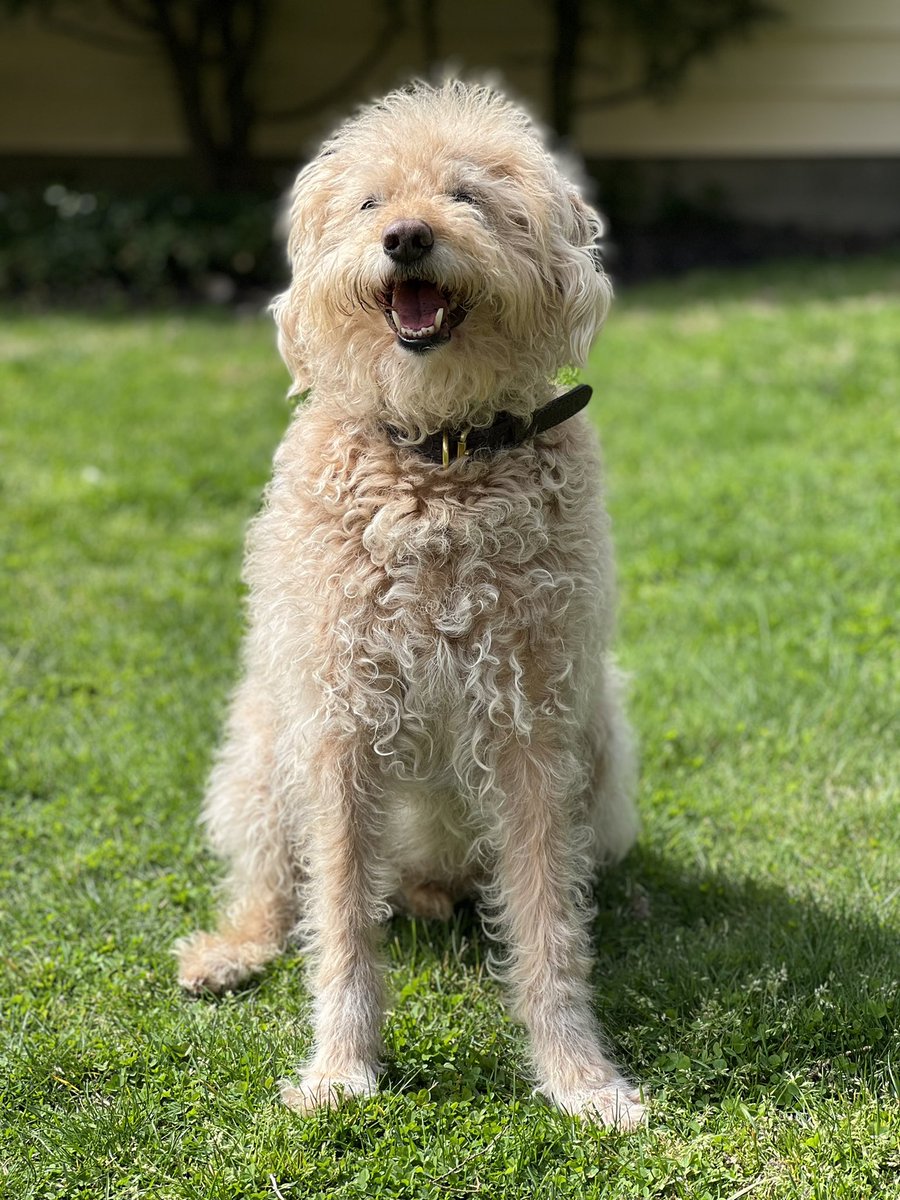 UrbanAstroNYC's tweet photo. After a wonderful weekend with some friends from the #NEAFPosse, it is wonderful to be back with this floof!
😍💙🐶
#BestBoy https://t.co/EGkbf1NUnj
