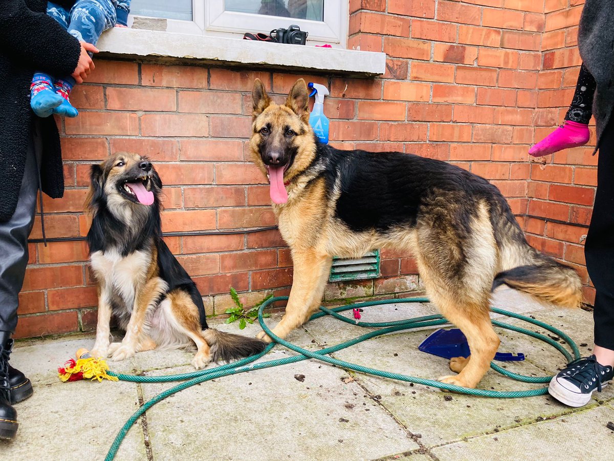 The best of friends. 

Luther &amp; Guts 💚

#RescueDogs #rescueismyfavouritebreed