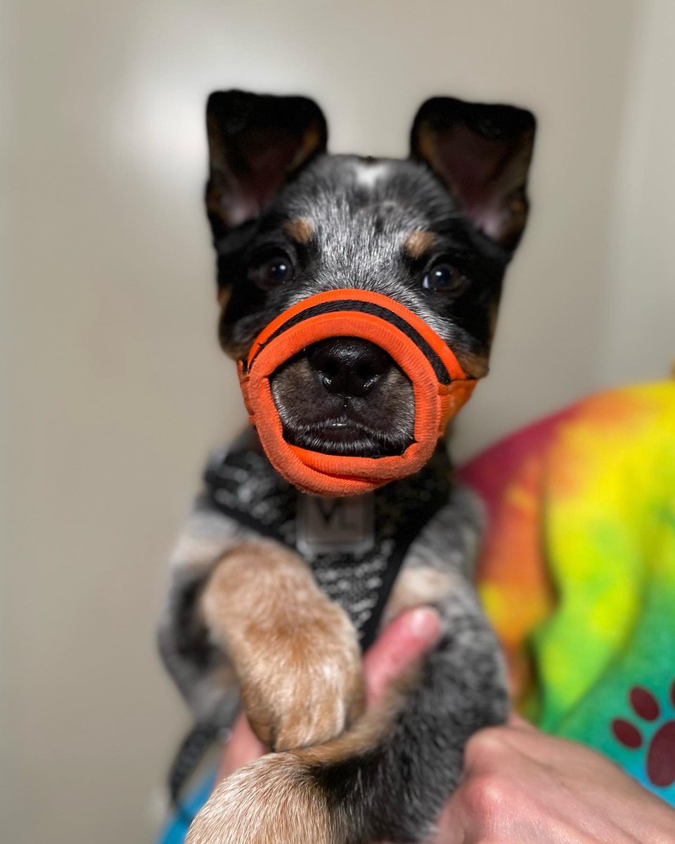 Pandapawsrescue's tweet photo. Noah is officially here!!! Please send a mega THANK YOU to all of our volunteer drivers!!! We appreciate each and every one of you!!! 🤍🤍 #pandapawsrescue #DogsofTwittter #RescueDogs https://t.co/tXVPK2wSif