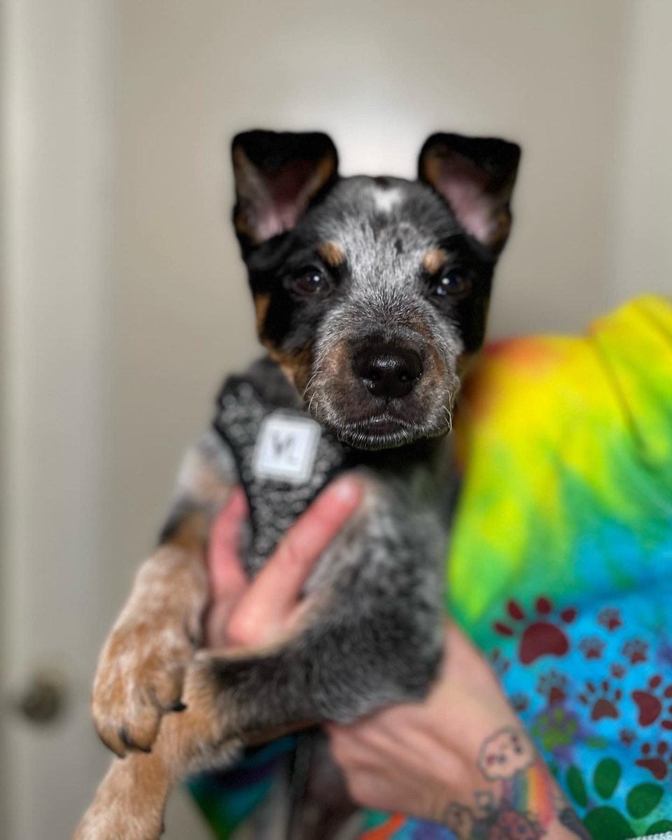Pandapawsrescue's tweet photo. Noah is officially here!!! Please send a mega THANK YOU to all of our volunteer drivers!!! We appreciate each and every one of you!!! 🤍🤍 #pandapawsrescue #DogsofTwittter #RescueDogs https://t.co/tXVPK2wSif