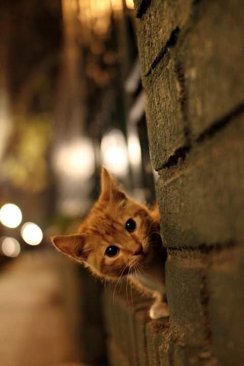 Sweet night....🙏✨❤
💕💗💙💜☕✨Douce soirée.