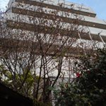 西条千恵美のツイート画像