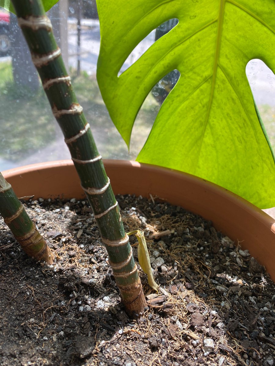 cheftinybear's tweet photo. @PropagatedPod @OGFlaya I was reading that winter watering is every two weeks, but this little leaf is yellow now. I watered yesterday. Did I wait too long? https://t.co/CfV3uBtTVi