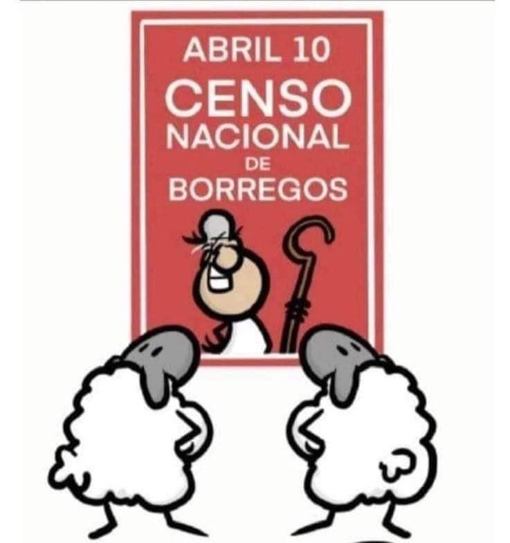 mapachitos tweet picture