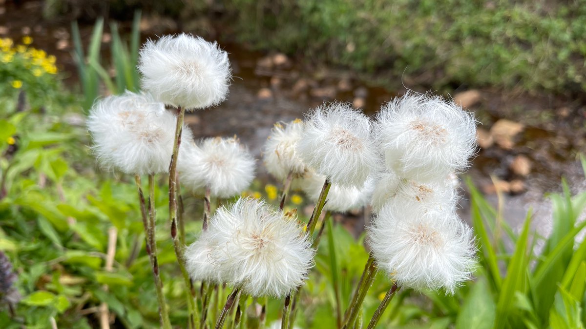 AlisonLaredo's tweet photo. Coltsfoot clocks in my wild-ish garden
#wildflowerhour https://t.co/YaCPaisfpl