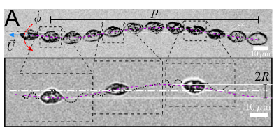 _LBezares's tweet photo. Another solution using cilia to the problem of motility in microswimmers. This time are two cilia on opposite sides of the cell coordinating to reach high speeds!   https://t.co/buVrT1KbwT. @elife https://t.co/1aF4o85gUv