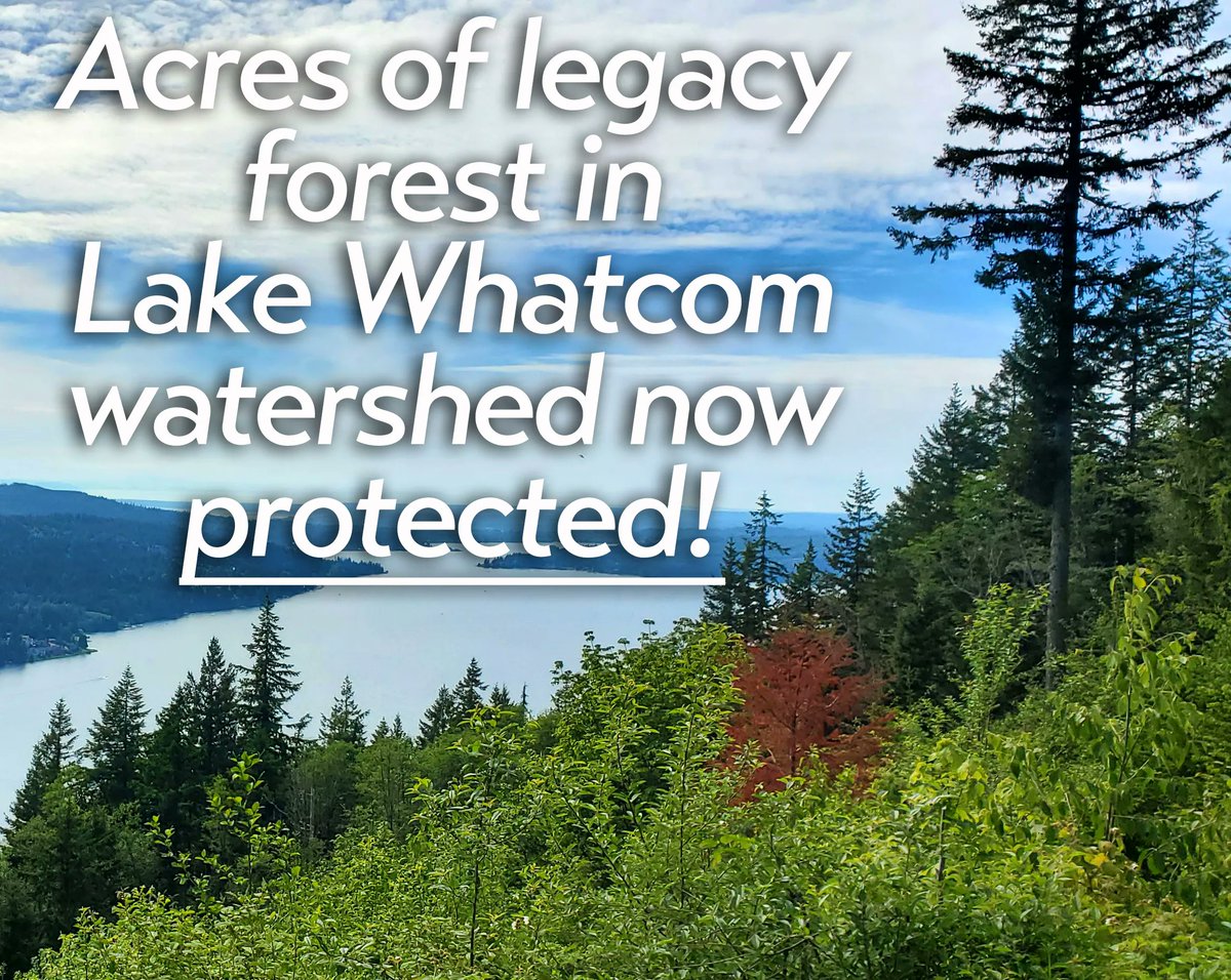 trees4whatcom's tweet photo. ICYMI - Local forest WIN this past week by us all for legacy tree preservation in Lake Whatcom Watershed! read more https://t.co/cRg2lJTRom https://t.co/F2XDvzh3YO