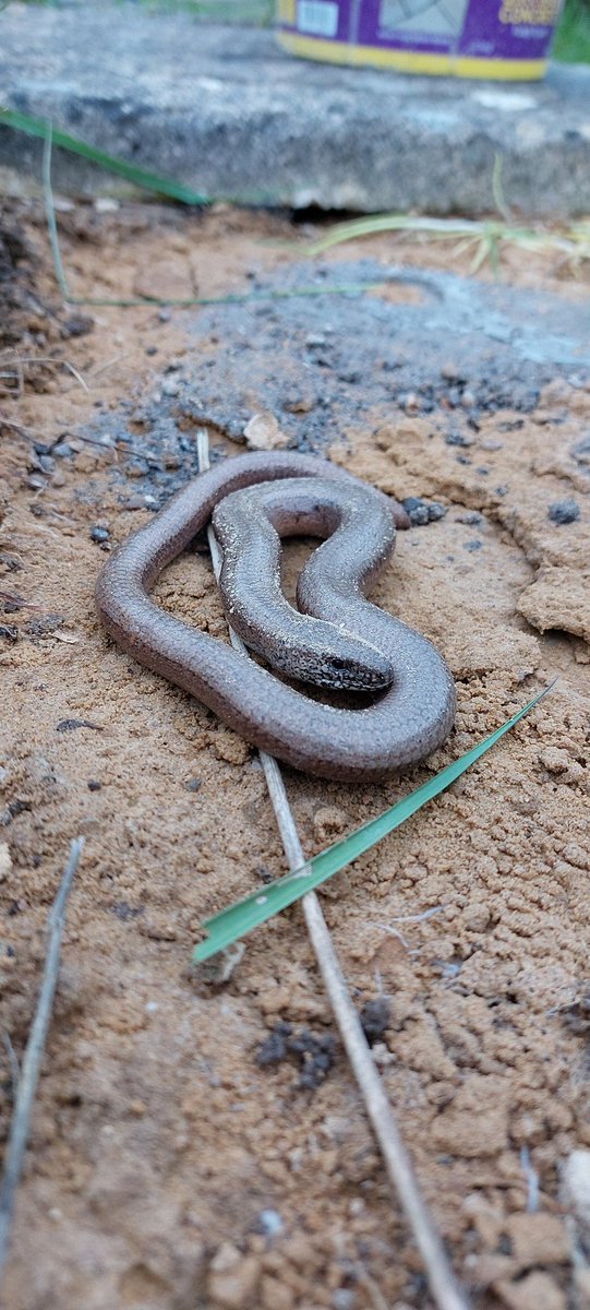 yampee1's tweet photo. Just found this beauty under our patio slab
#notasnake https://t.co/38V8QUt3TZ