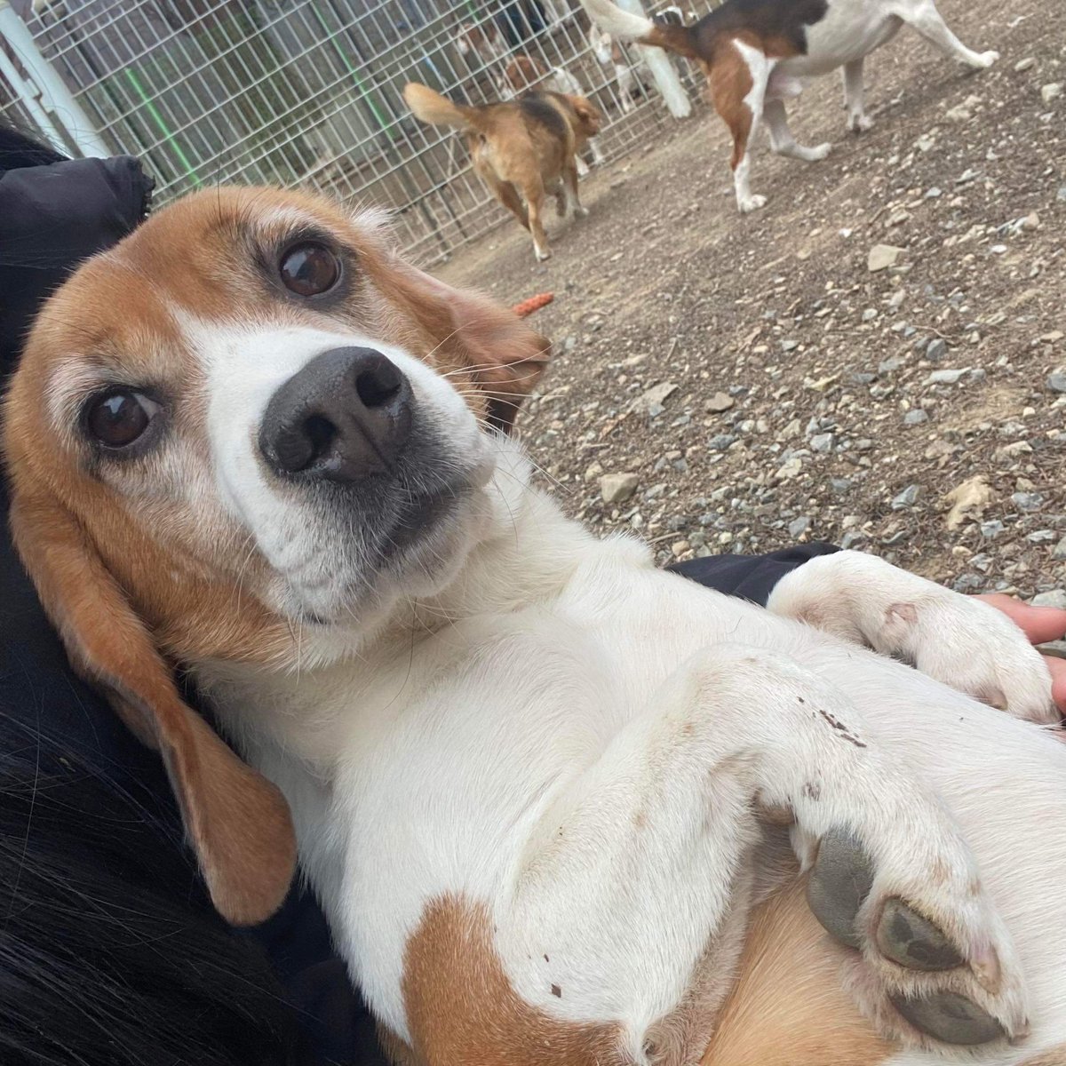 Beagle Freedom Project tweet media