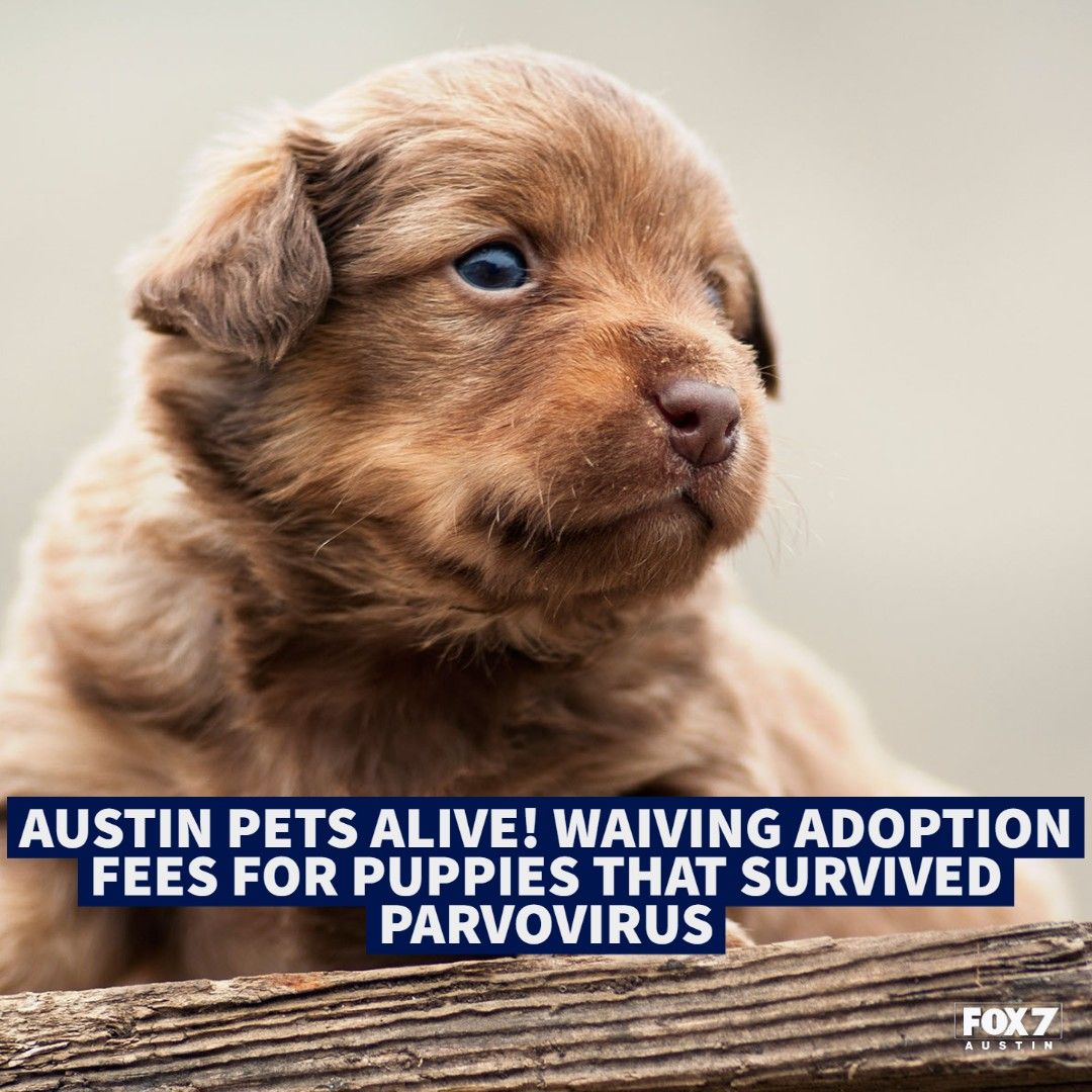 fox7austin's tweet photo. Looking for a new furry friend? 🐶@austinpetsalive is waiving adoption fees for canine parvovirus survivors.

Learn more: https://t.co/dwdGUX9yXL https://t.co/rPq7BviLl0