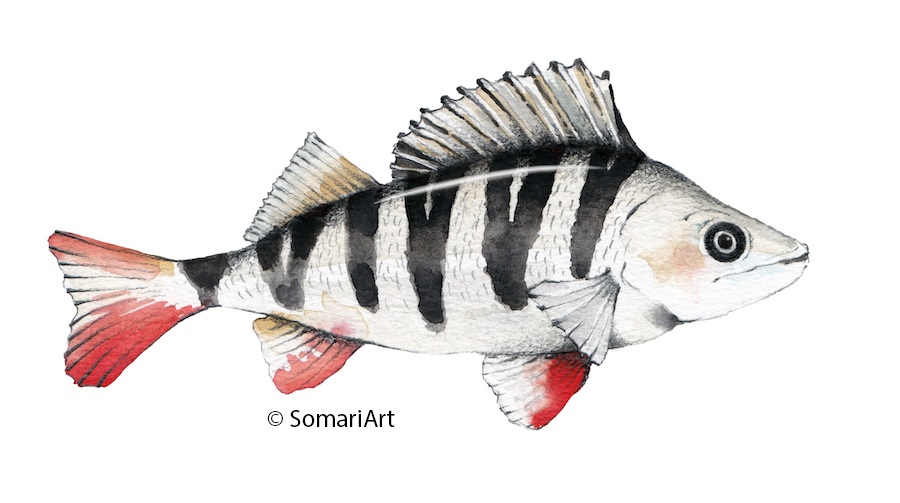 #sciart #illustration #natureart #fishillustration #underwaterart
todays #sundayfishsketch a little perch