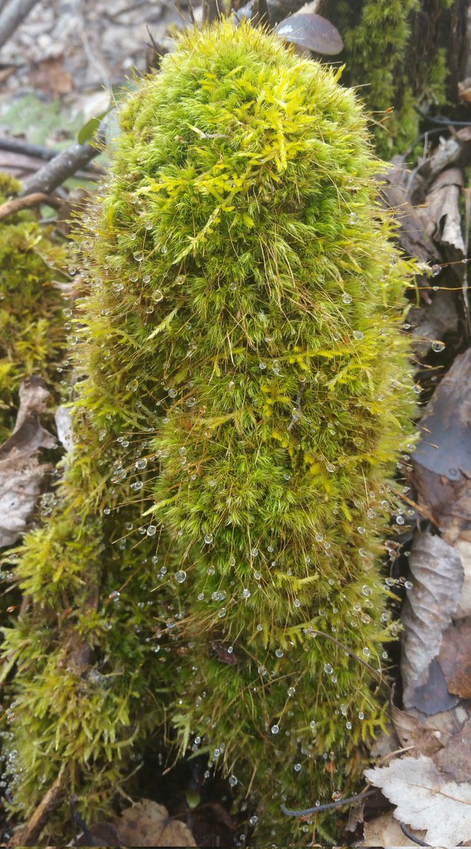 The Mosses at this time of year are Amazing, one of the few green things around.

#Bryophyte #Sporophyte #Mossy #Nature #Bryology #NaturePhotography #Spring