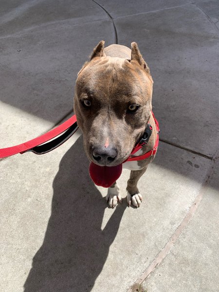 #Dog #UncleRico_CCSTCA_01 Waiting nice for a treat https://t.co/EAZtj2ZrZK https://t.co/awwZT9s2Ky