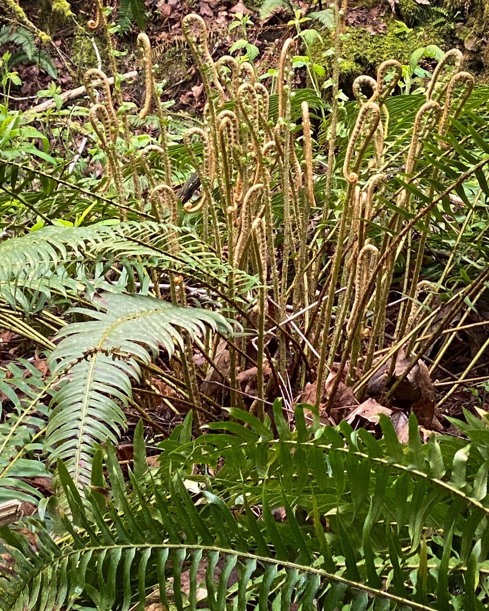 JennyWoodman's tweet photo. Caught the tail end of some wildflowers, I love trillium — even spotted some pink ones. Big leaf maple hang like chandeliers and the fiddleheads unfurl. A good walk.

#walkswithwinston #trillium #westernwakerobin #bigleafmaple #fiddleheads https://t.co/BBQA7LkKSM