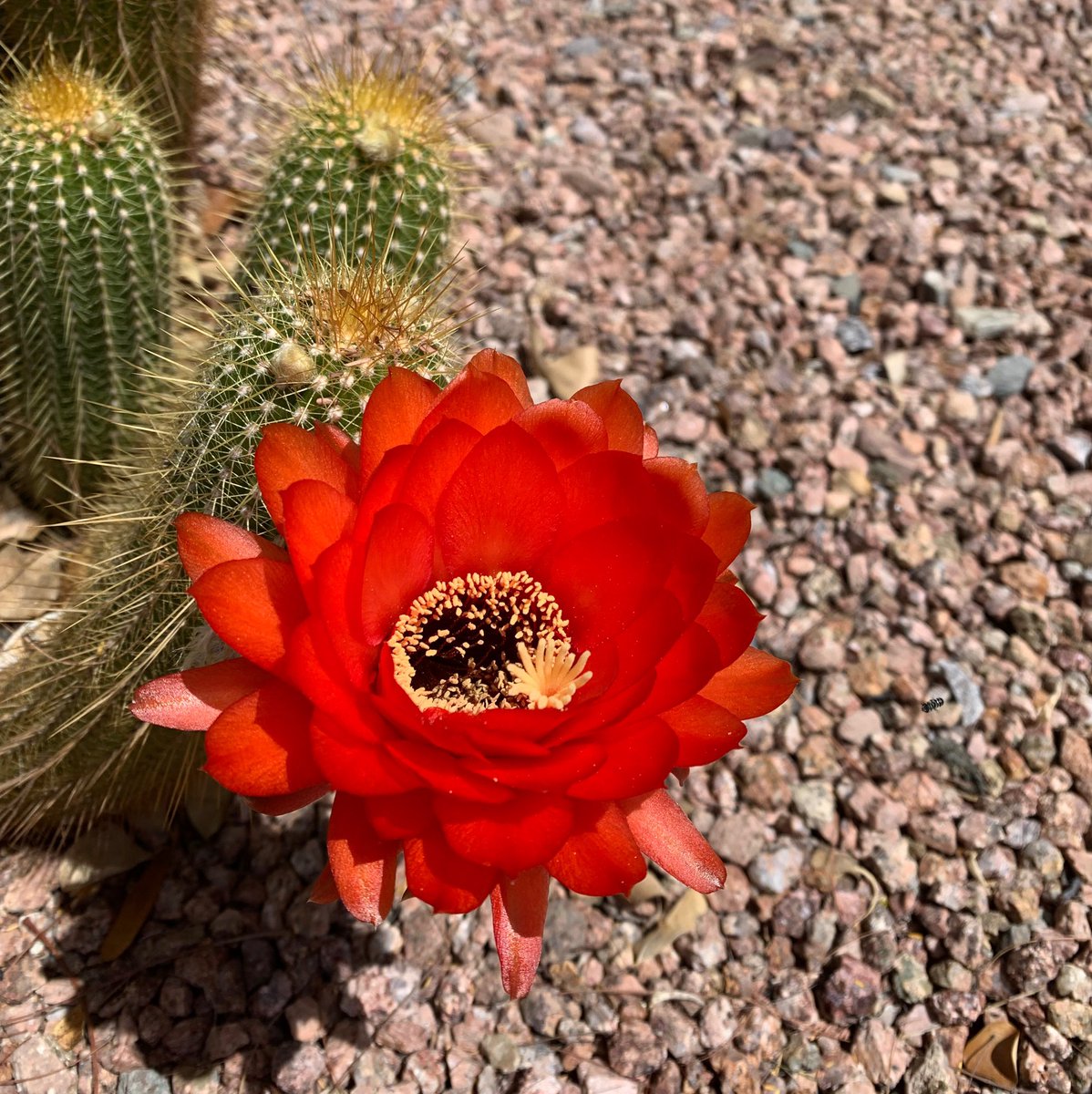 ablanc's tweet photo. @DanRather My cactus blooming https://t.co/M0mA05xN3V