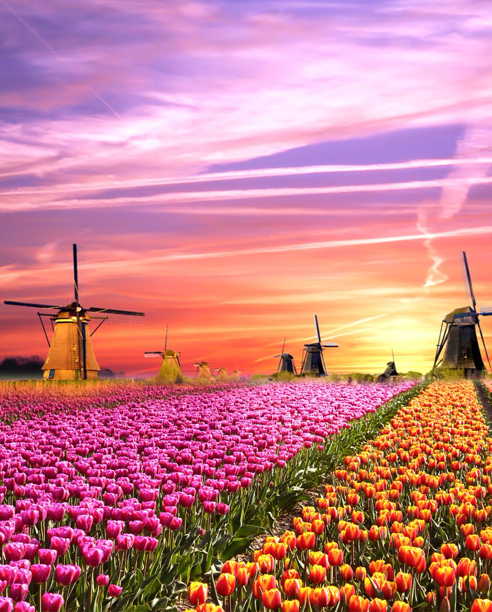 CMFMag's tweet photo. A magical landscape with stunning colorful tulips, complete with windmills is depicted in our #SightSeeingSunday photo this week. Tulip season in the Netherlands is a once-in-a-lifetime bucket list item. Have a great Sunday!
https://t.co/nvo8GBIUNX https://t.co/QUbYXOgGER
