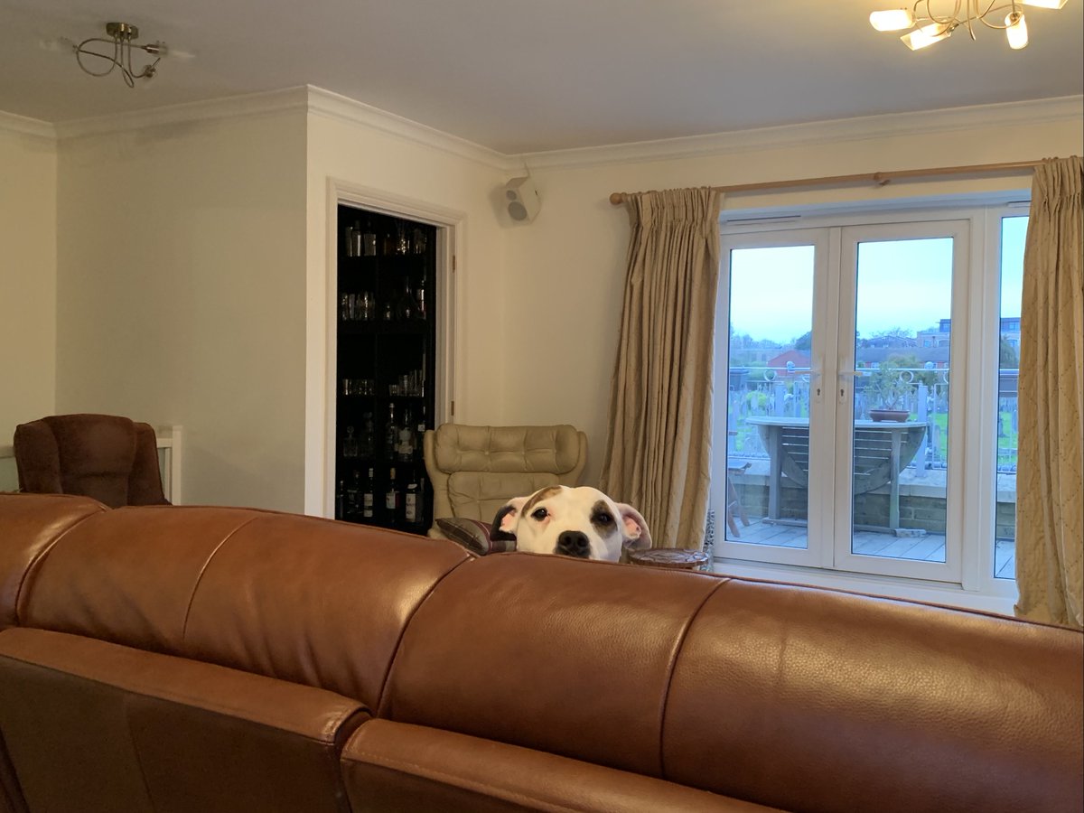 mscookiestamp's tweet photo. Crumbwatch! #doggie #staffie #rescueDog #dinner https://t.co/M5oyyW7adD