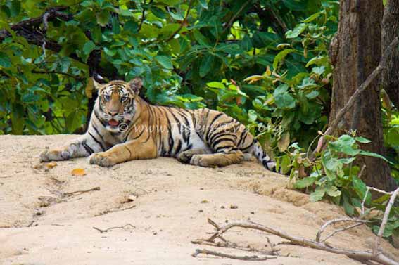 Tigers4Ever2010's tweet photo. How could anyone fail to have #MondayMotivation when giving wild #Tigers a wild future is what they do? Our inspiration is here, does it work for you? https://t.co/Pl6mxU68Tn https://t.co/BwXvzkTlvb