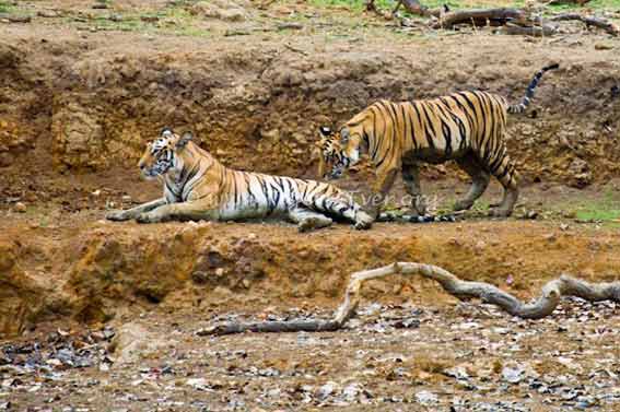 Tigers4Ever2010's tweet photo. How could anyone fail to have #MondayMotivation when giving wild #Tigers a wild future is what they do? Our inspiration is here, does it work for you? https://t.co/Pl6mxU68Tn https://t.co/BwXvzkTlvb