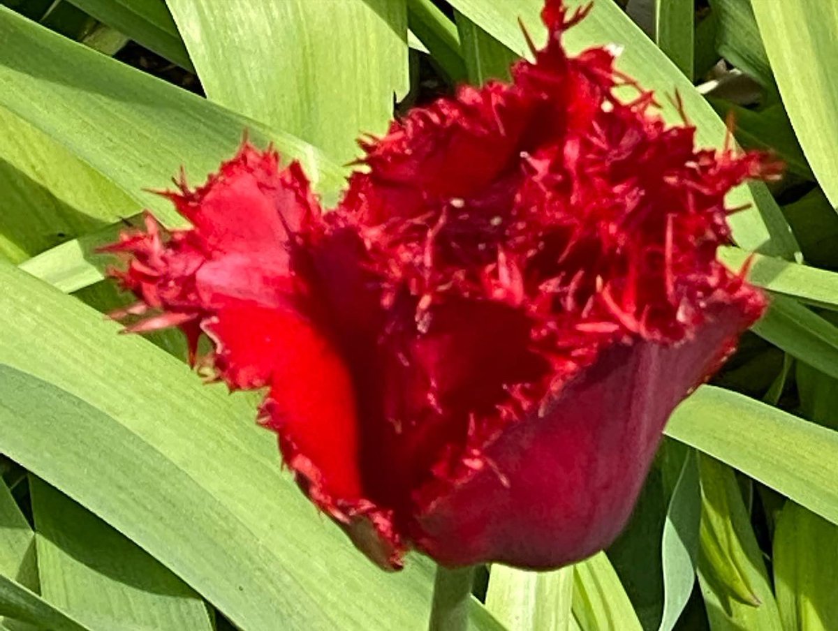 Comynandjames's tweet photo. Arundel Tulip Festival https://t.co/AWalMxEcS0