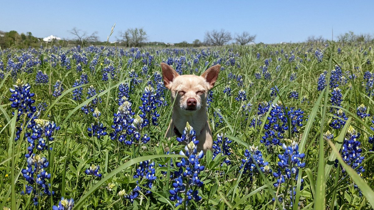 princesstegantx's tweet photo. A very Texas photo...fun fact, The bluebonnet is TX state flower. #dogsoftwitter #dogs #chihuahua #DogsofTwittter #bluebonnets #TXlife #love https://t.co/ZrKMrQVaNh