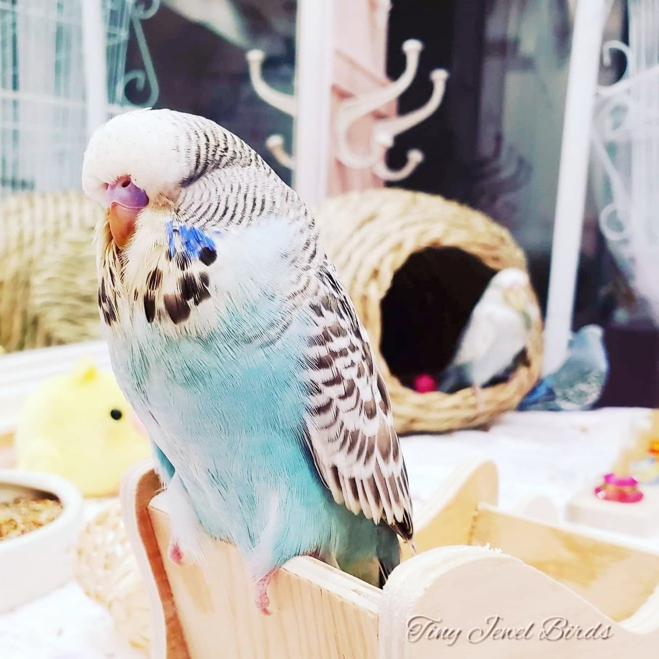 Hanako Birdsjewel Twitter
